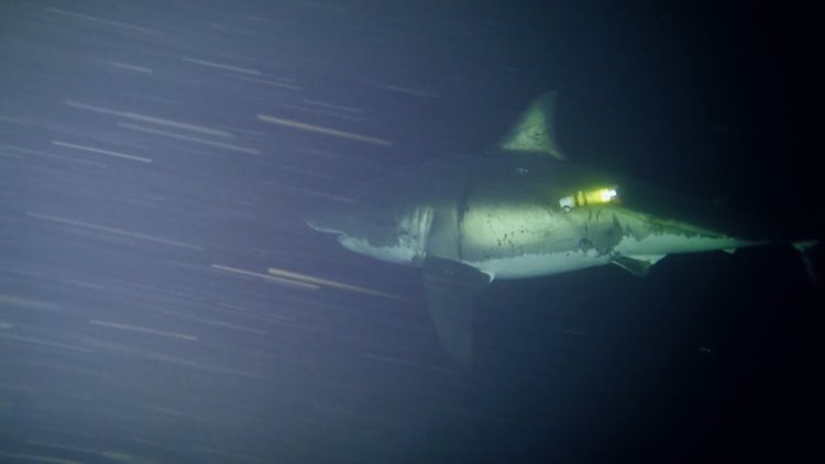 Акула човекоядец дреме пред камерата (видео)