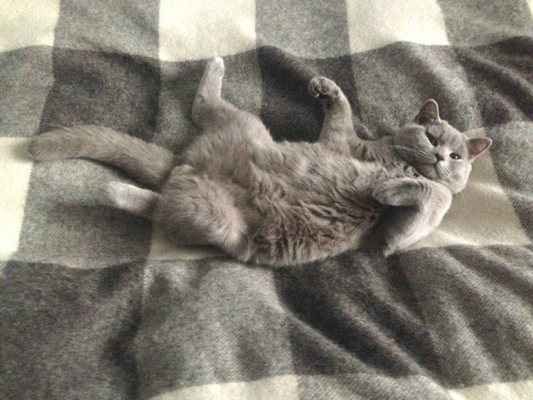 Котаракът Румен с престижната титла Блогър на годината (цитат и видео)