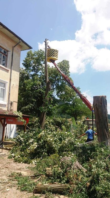 Окастриха опасни дървета в центъра на Боровица