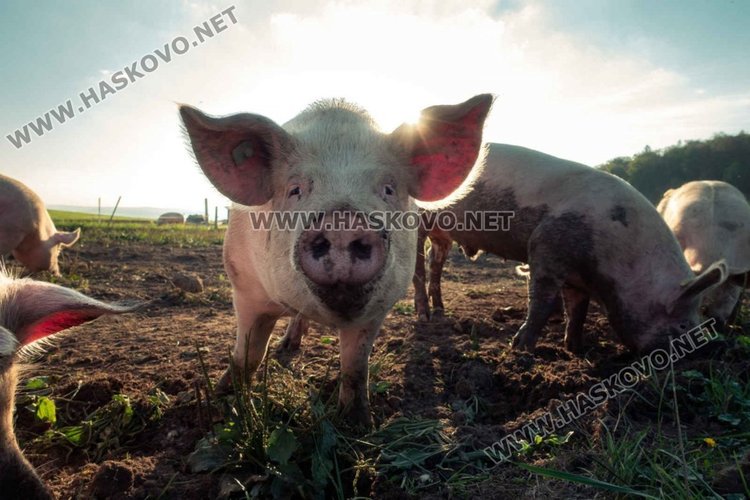 Колят прасетата в 54 населени места в общините: Хасково, Минерални бани и Димитровград