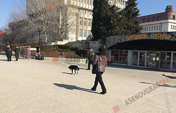 10 000 лева трябва да плати Община Асеновград на нападнато от куче дете