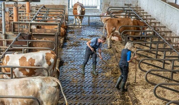 Държат изкъсо договорите при наемането на работници в животновъдството