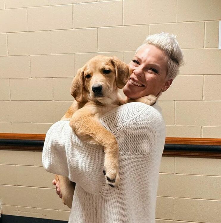 Pink стана "приемен родител" на кученце 