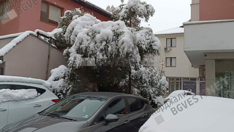 Опитите за маслинови градини в Източните Родопи се провалиха,но маслиново дръвче дава плод в центъра на Кърджали/снимки/