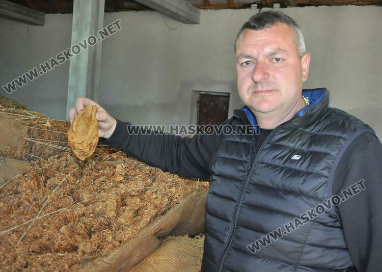 Ниските изкупни цени са основният проблем на тютюнопроизводителите в Хасковско