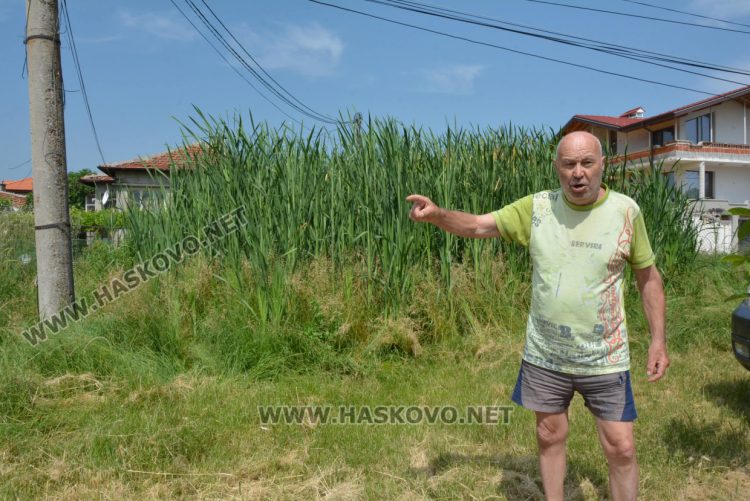 Жители на кв. „Република“ се жалват от блато с папур 
