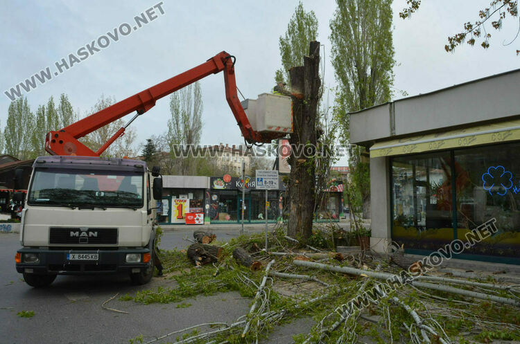 Продават 15 кубика дървесина от санитарна сеч на тополи в Хасково с начална цена 1200 евро без ДДС