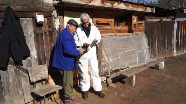 Масово ваксиниране на домашни птици започнаха ветеринарите в Смолянската община Рудозем