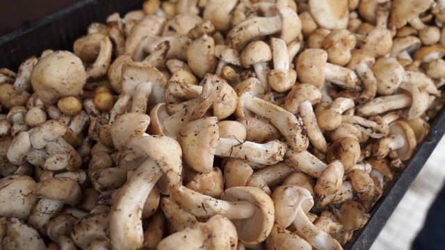 Рекордни цени на гъбите в Смолян