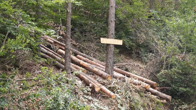 Кризисен щаб ще се бори с изсъхването на горите в Родопите