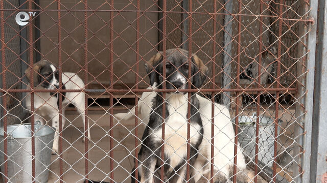 Увеличава се капацитетът на Приюта за овладяване на популацията на бездомните кучета в Хасково